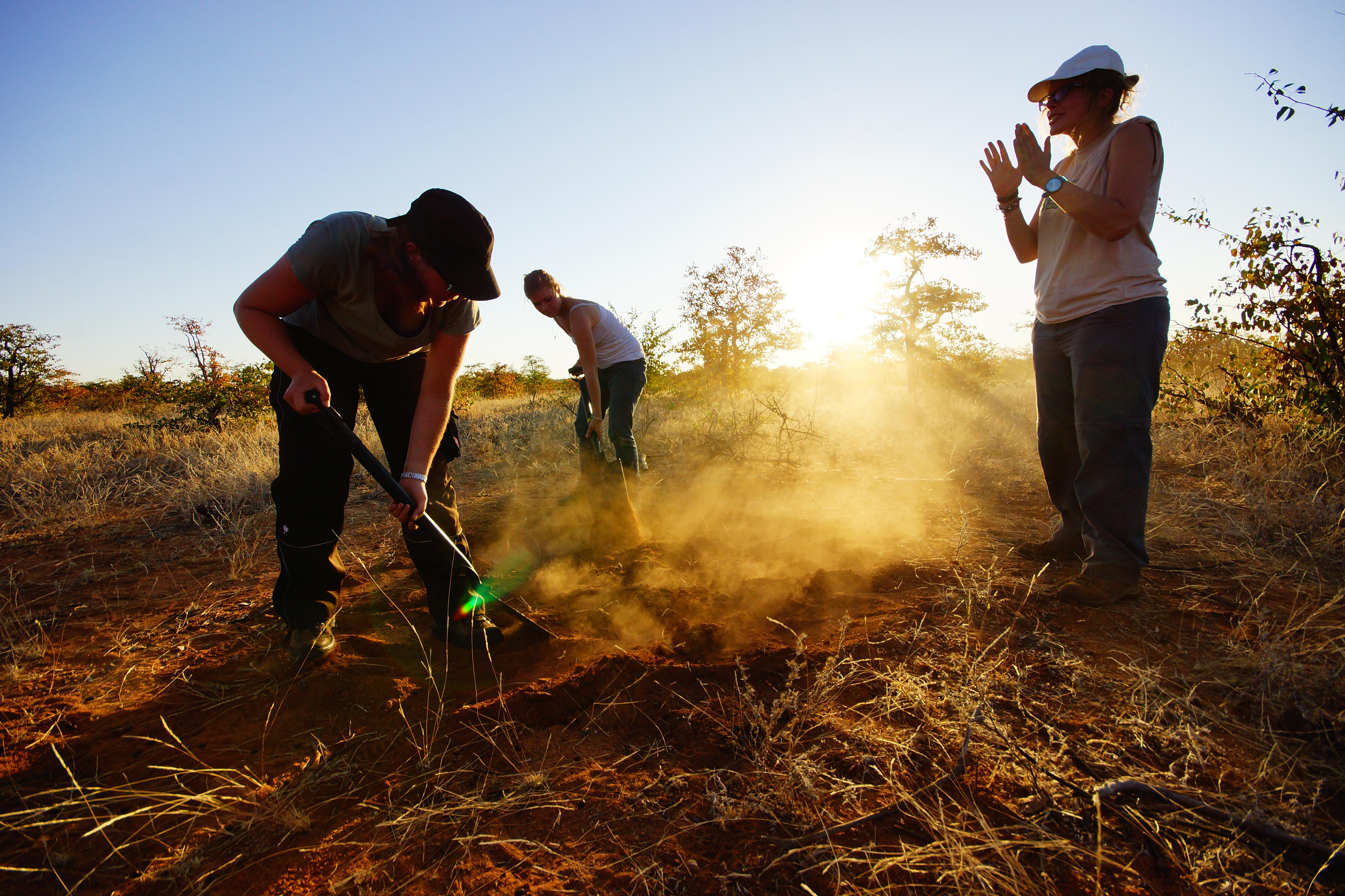 Conservation group volunteers in Botswana remove alien plant life Projects Abroad wildlife conservation group volunteers in Botswana remove alien plant life